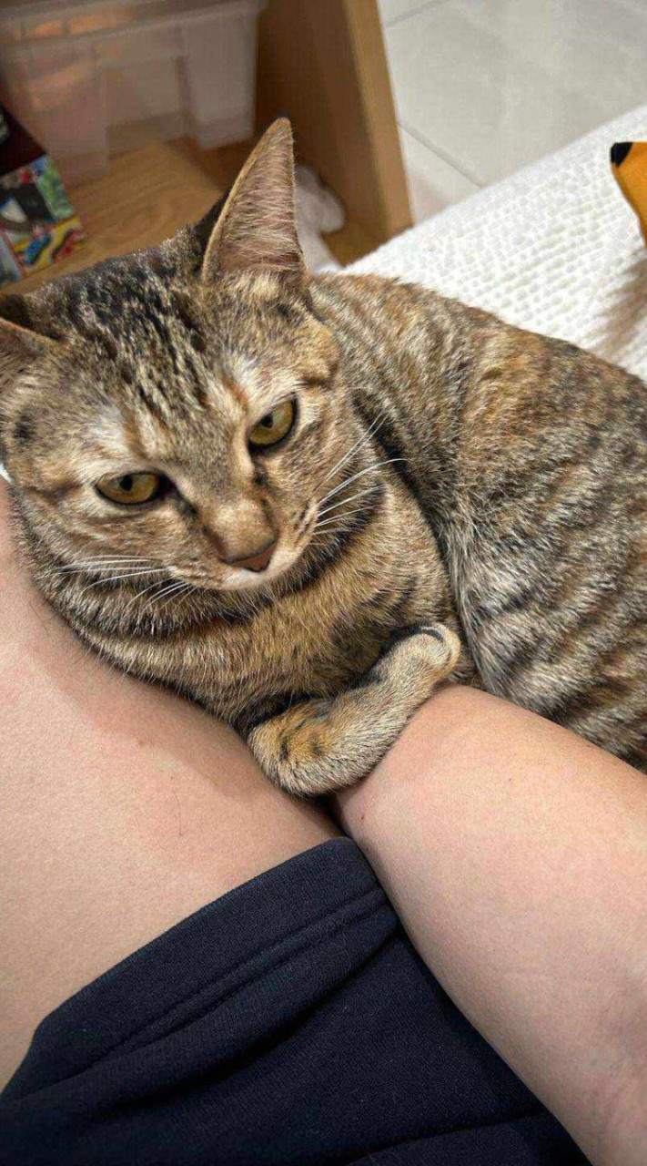 口愛D美娟