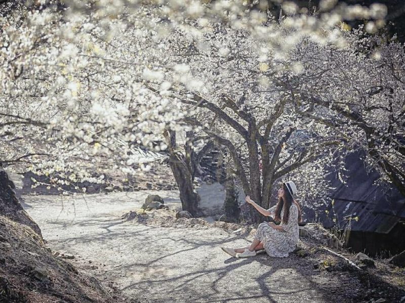 外坪頂 蔡家秘境梅園｜南投景點｜南投賞梅｜賞梅景點｜賞梅推薦