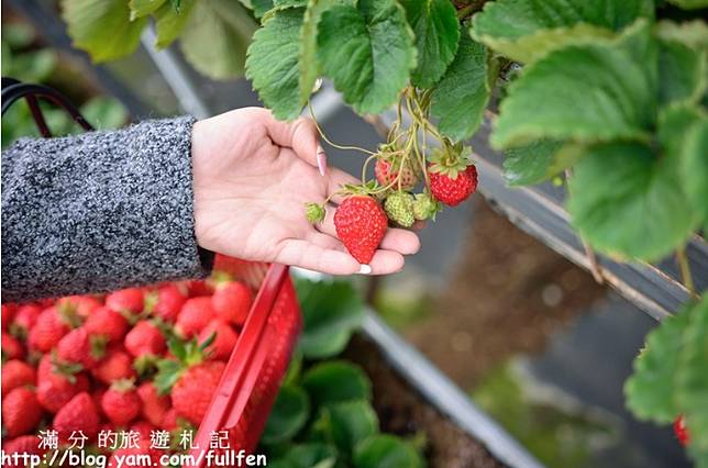 懶人包 草莓季到來 草莓園 草莓冰推薦 滿滿的草莓等著你 輕旅行 Line Today