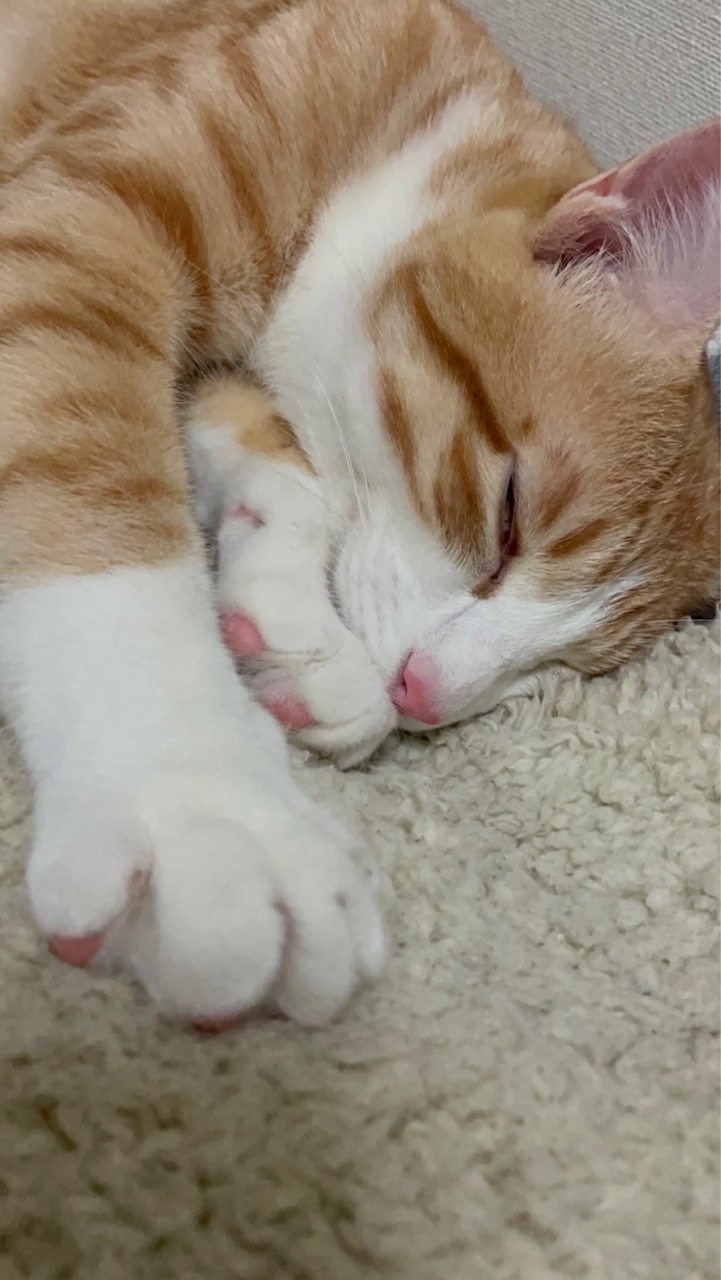 🐈🐾光輝な保護猫・猫部屋