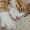 🐈🐾光輝な保護猫・猫部屋