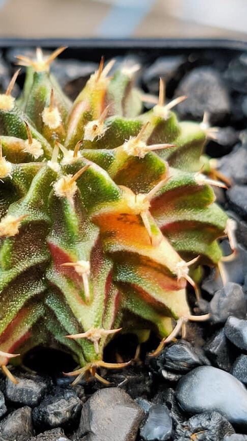 ซื้อ ขาย แคคตัส ตอสามเหลี่ยม ราคาเบาเบา🌵