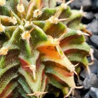 ซื้อ ขาย แคคตัส ตอสามเหลี่ยม ราคาเบาเบา🌵