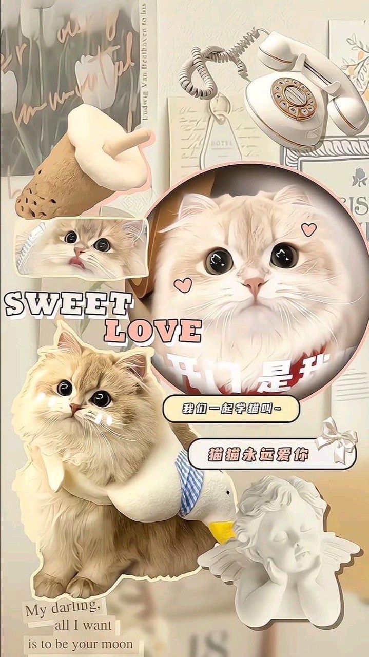 ทาสแมวล้านเปอร์เซ็นน😻❤️