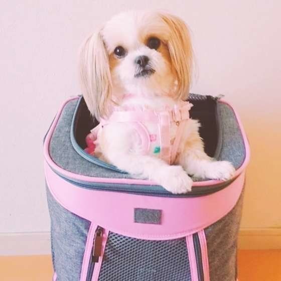 愛犬が手や顔をペロペロ 何を伝えようとしているの