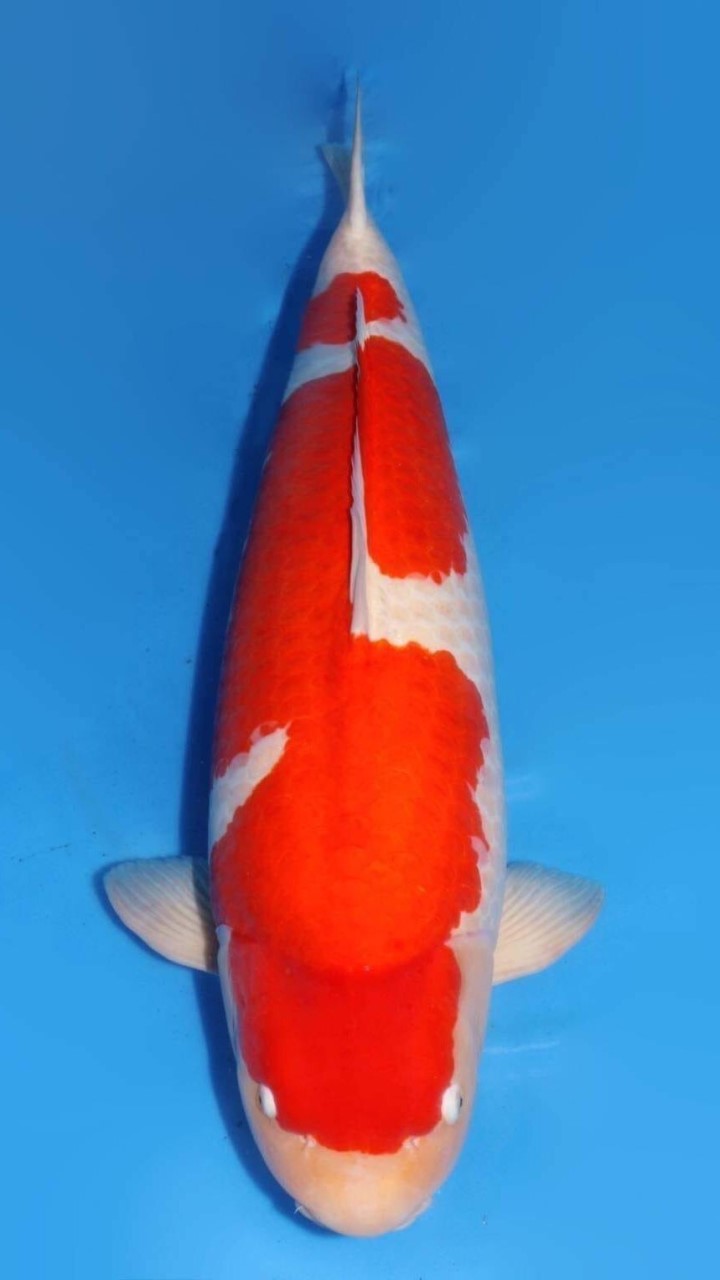 LB_Nishikigoi_Auction