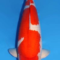 LB_Nishikigoi_Auction