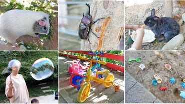 【台北景點】桃樂絲森林(穀興農場)-隱身在山凹之中免門票好玩又有趣的親子旅遊景點