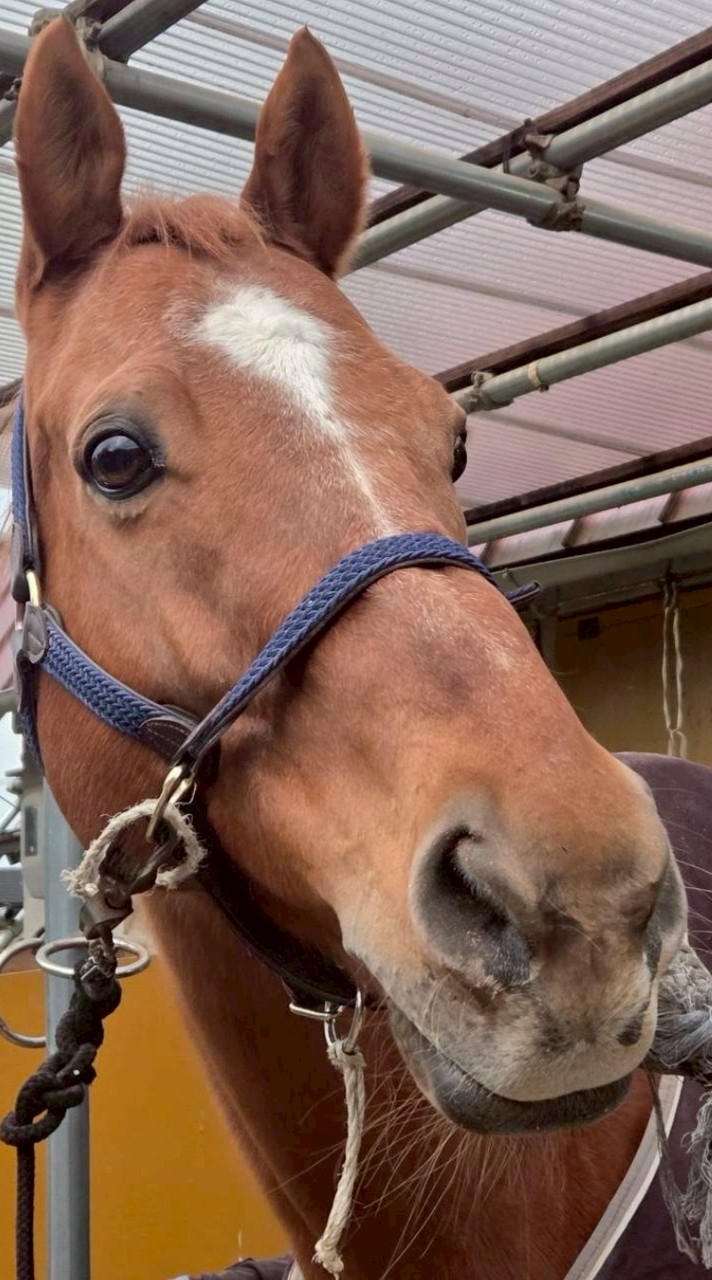 山口大学馬術部🐴新歓2026