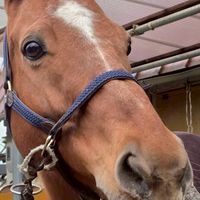 山口大学馬術部🐴新歓2026