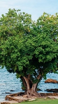 กางเต็นนอนบวก