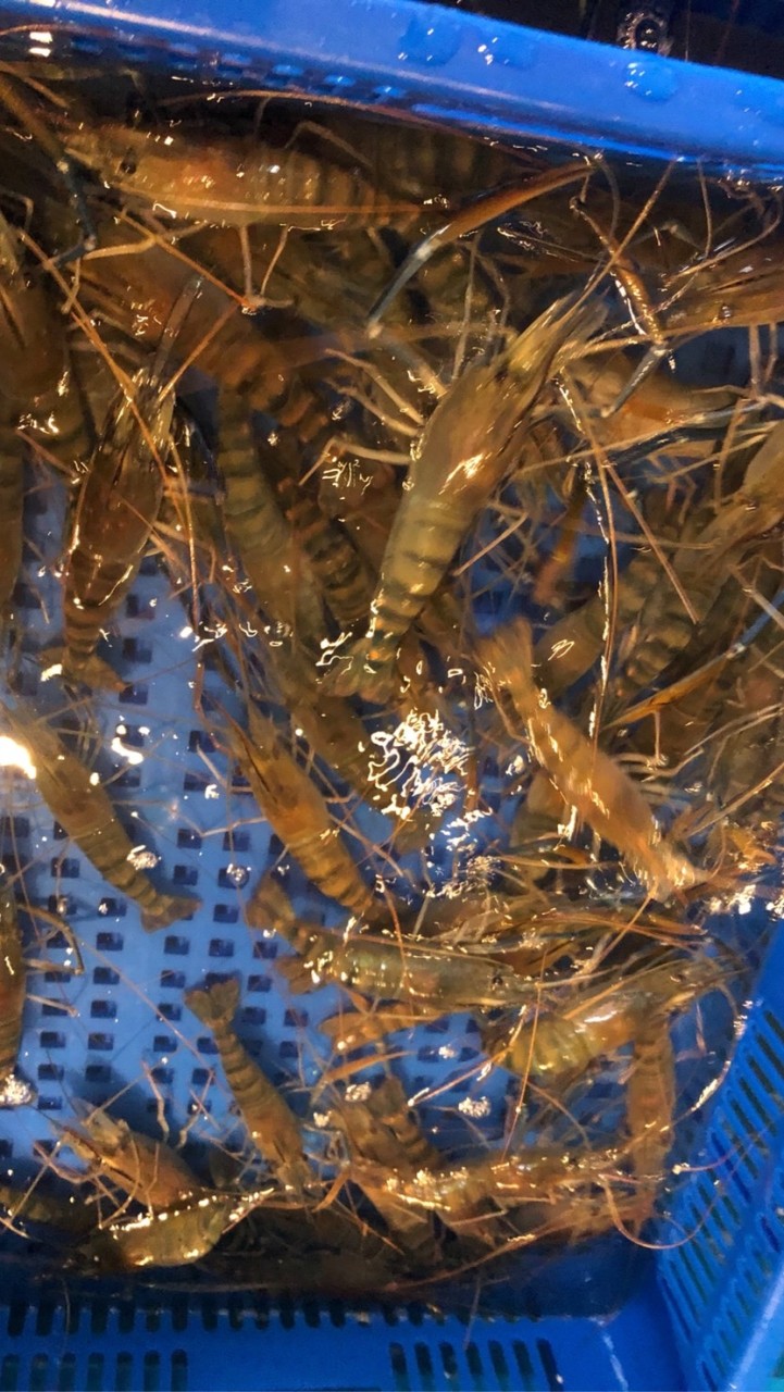 活蝦美食🤤泰國蝦🦐