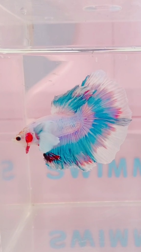 艷魚💗🫧