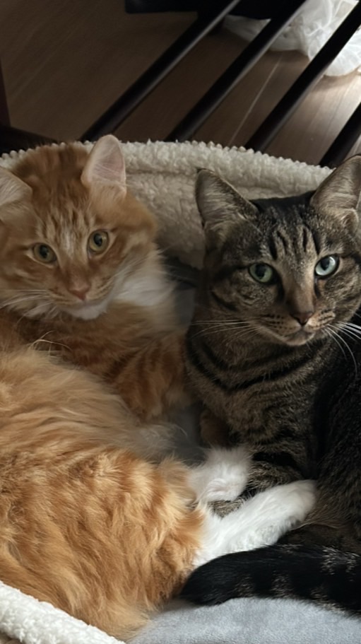 『🈲書き込み禁止』まるそらドンちゃん🐈🐈🐈