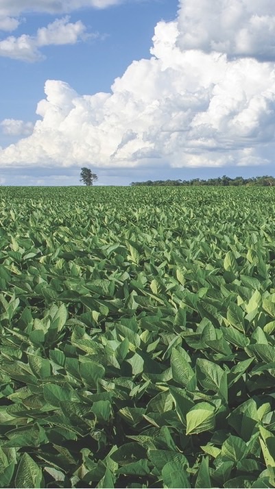 USSEC Thailand Group