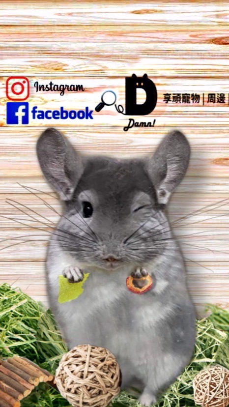 享頑龍貓生活館🐭🐱