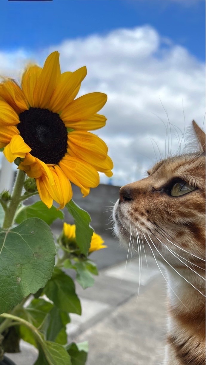 猫好きの雑談部屋