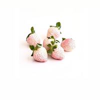 🍓草莓鮮果快車團