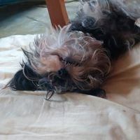 ワンニャン大家族
