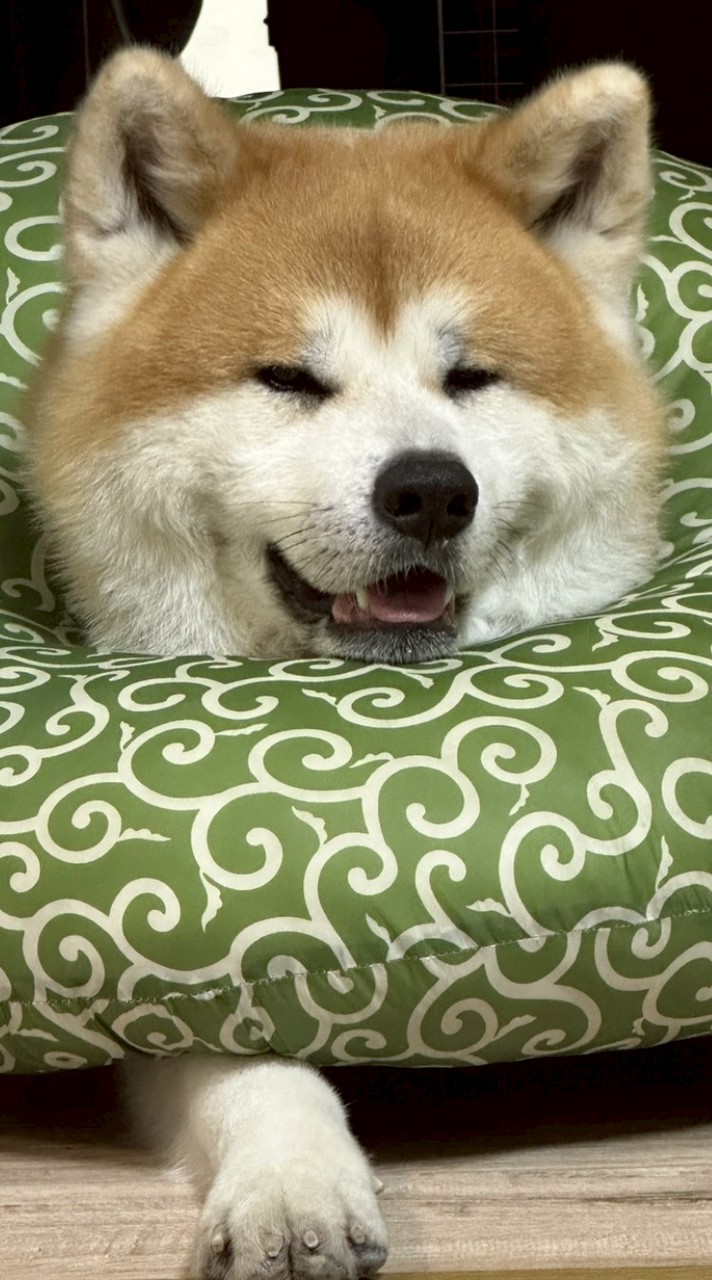 秋田犬台中散策