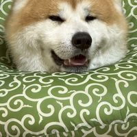 秋田犬台中散策