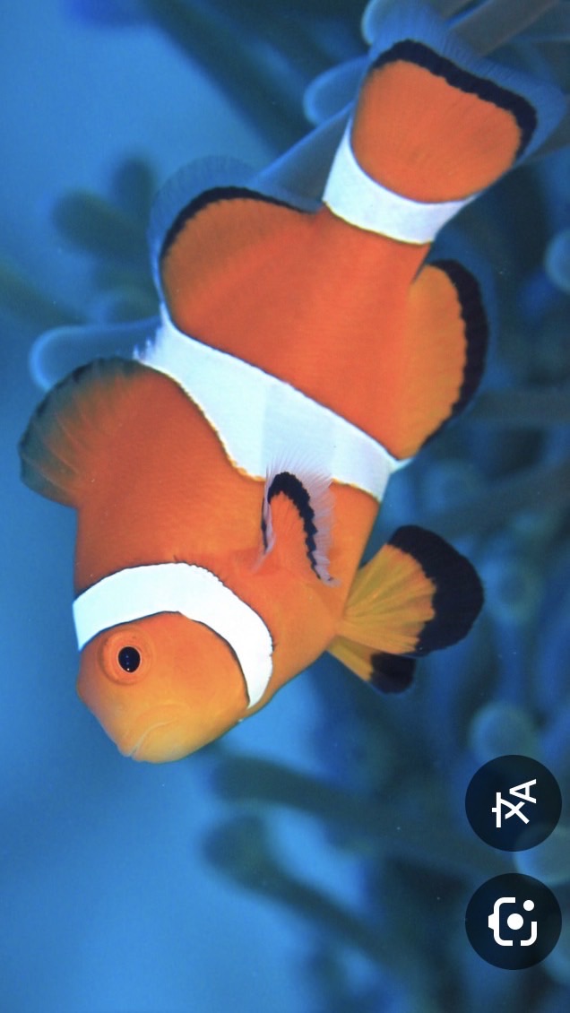 魚好きな人来て！
