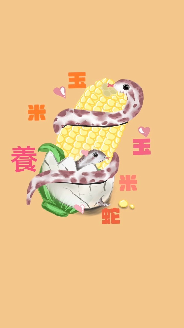 玉米養玉米蛇-鳳山🐭自取點