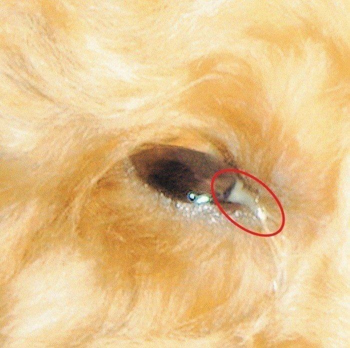 放っておくと失明 気を付けたい犬の目の病気