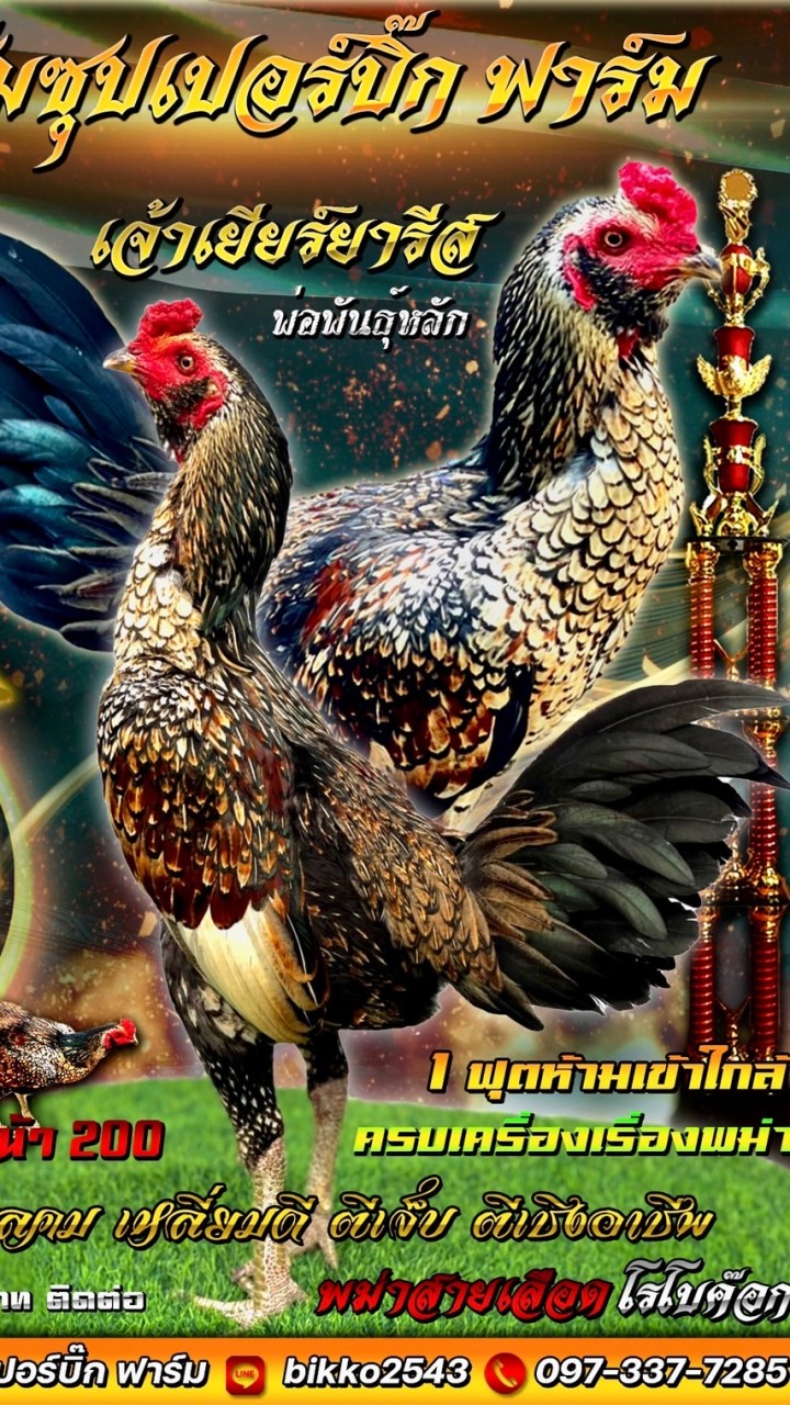 ซุปเปอร์บิ๊กฟาร์ม ไก่เยียร์เมืองบั้งไฟ (กลุ่มที่ 2)
