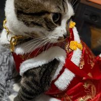 安緹亞
