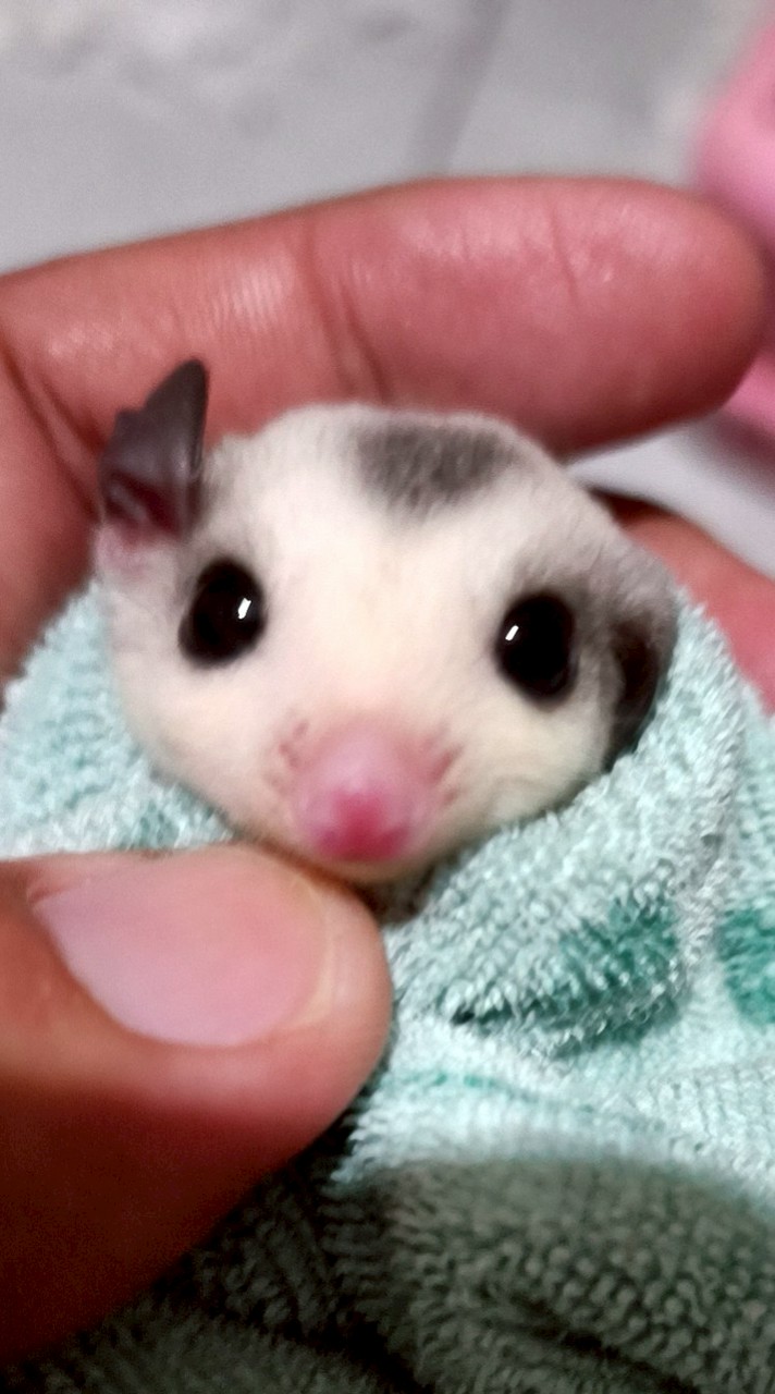 ดูแลให้คำแนะนำสำหรับผู้ที่อยากเลี้ยงชูก้า