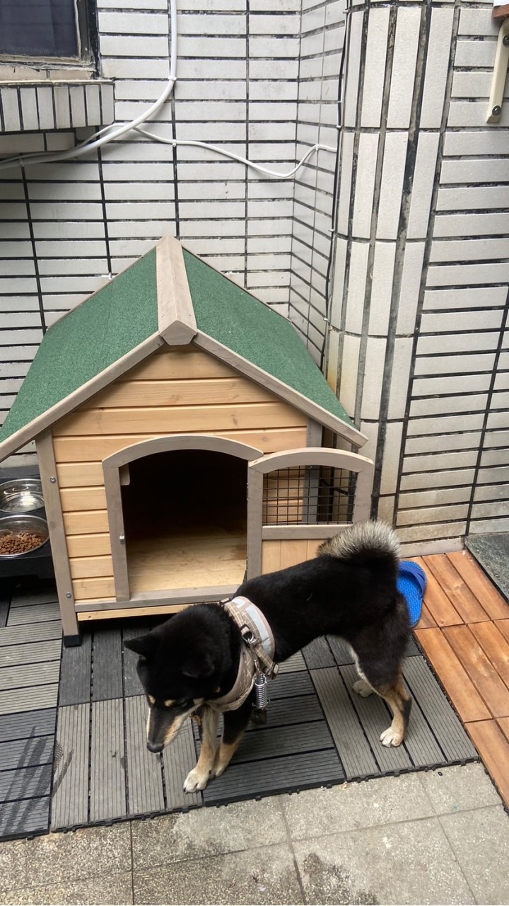 柴犬特攻隊