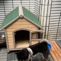 柴犬特攻隊