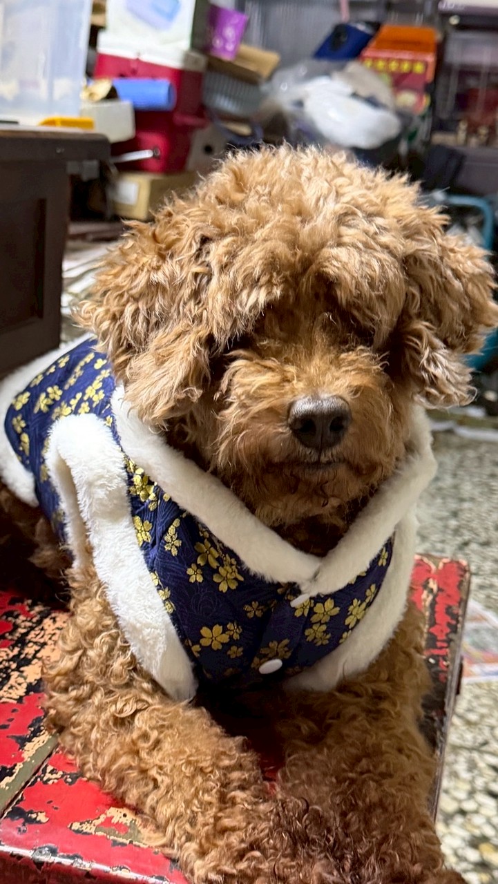尋找Q比回家🐶