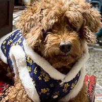 尋找Q比回家🐶