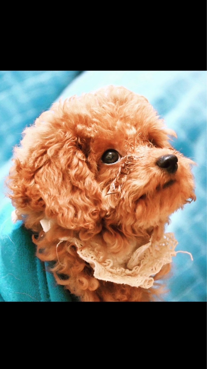 🩵狗狗貓貓寶貝交流區🩵