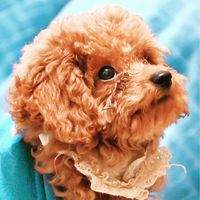 🩵狗狗貓貓寶貝交流區🩵