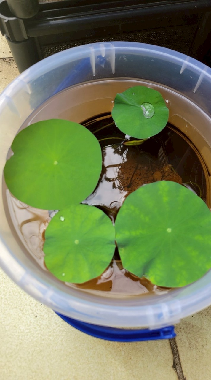 蝦皮*雲端賞花花*直播&分潤折價群組