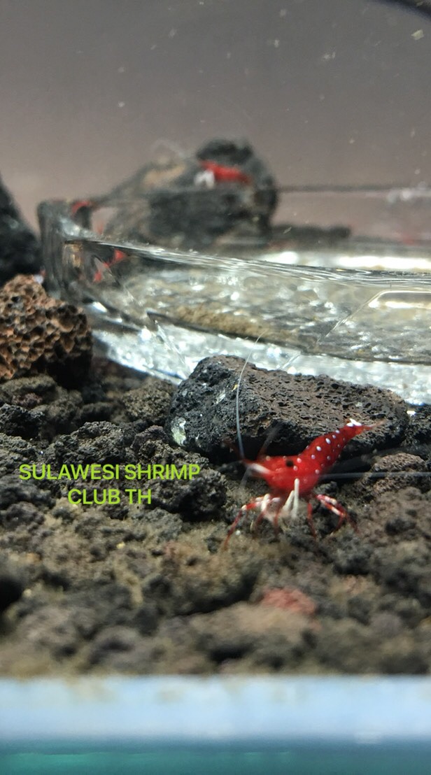 Sulawesi shrimp club TH