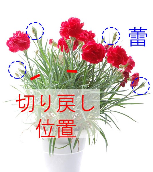 カーネーションの鉢植え を長持ち 来年も咲かせる方法は