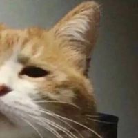 （貓）貓舍遇見奇葩客人（飼主）