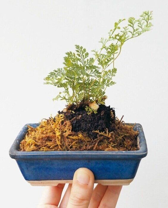 ぜんぶダイソー 100円均でも枯れない グリーン のある暮らし サンキュ