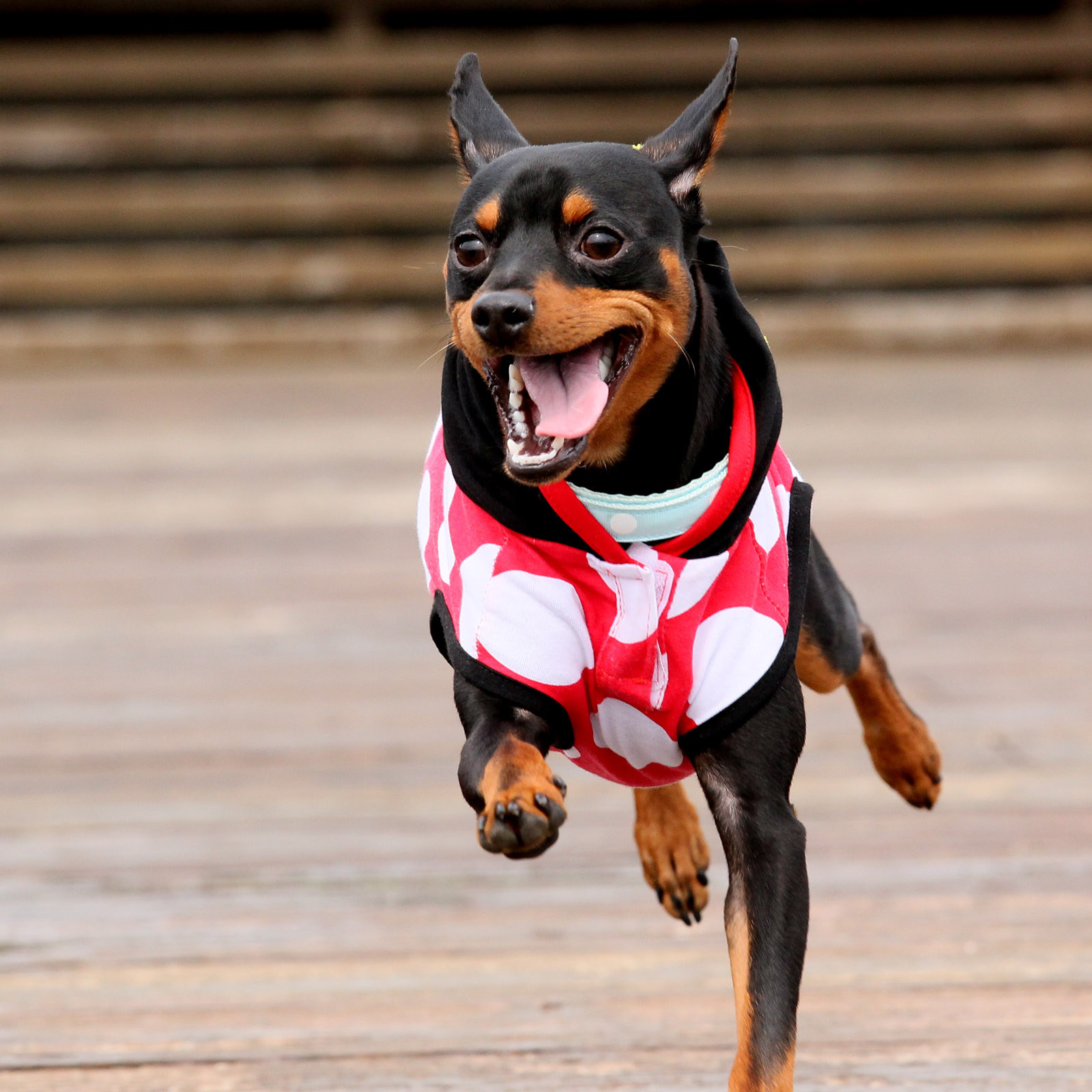 スタジオドッグラン Line Official Account