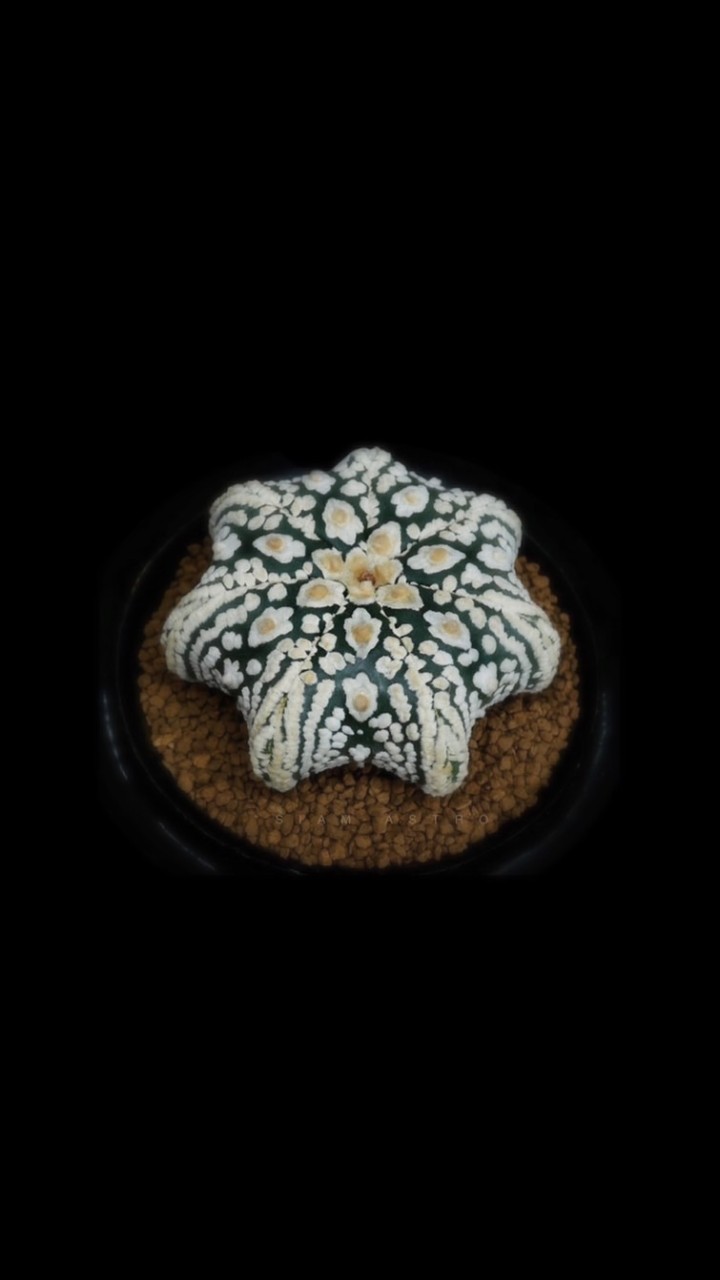 Siam astrophytum MKP