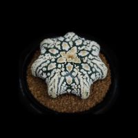 Siam astrophytum MKP