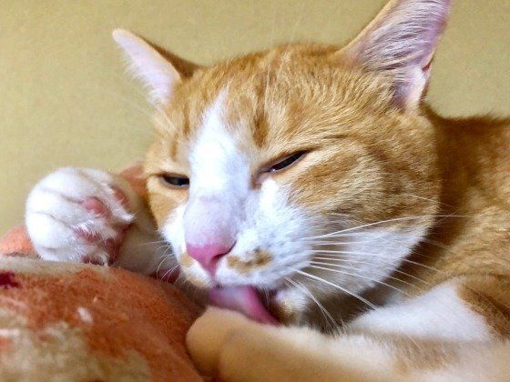 抜け毛がすごい 猫の 換毛期 対策をご紹介します