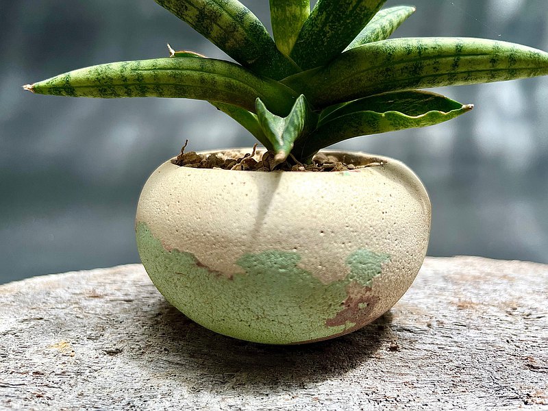 Hygge植感-手作水泥盆器-小品盆栽-多肉植物虎尾蘭