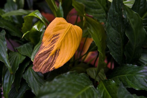 育て方を間違えるとすぐ枯れる 観葉植物栽培の3つの落とし穴