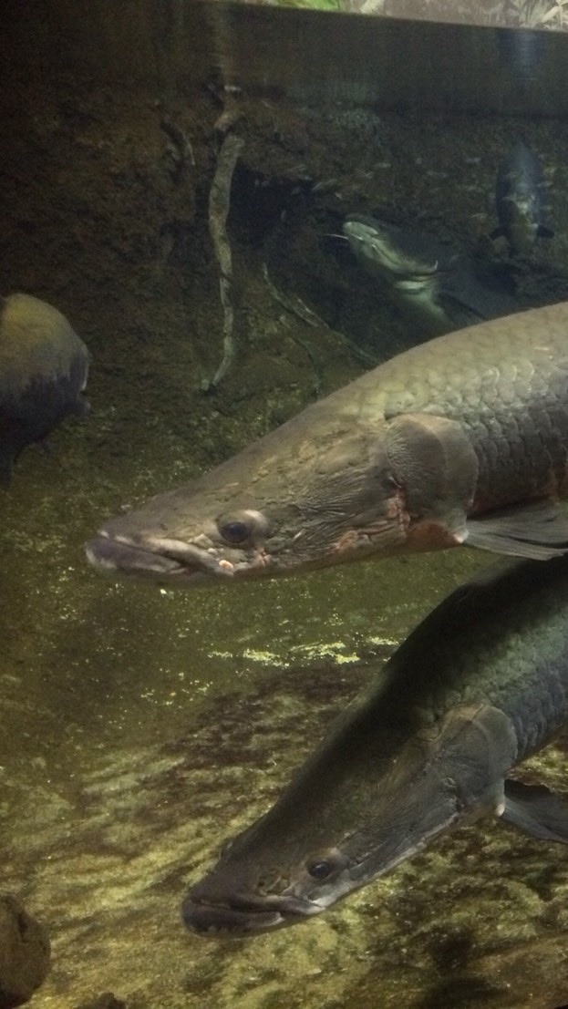 古代魚 大型魚 肉食魚 アロワナなどの熱帯魚飼育者ルーム オープンチャット検索のコチャマ