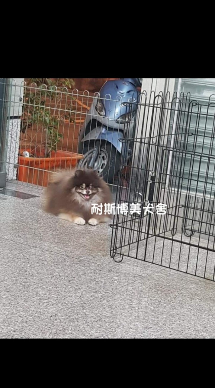 耐斯博美犬舍